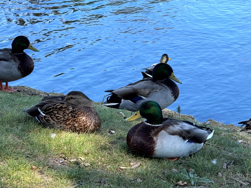 resize_IMG_4290