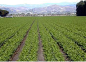 Oxnard Farm Fields